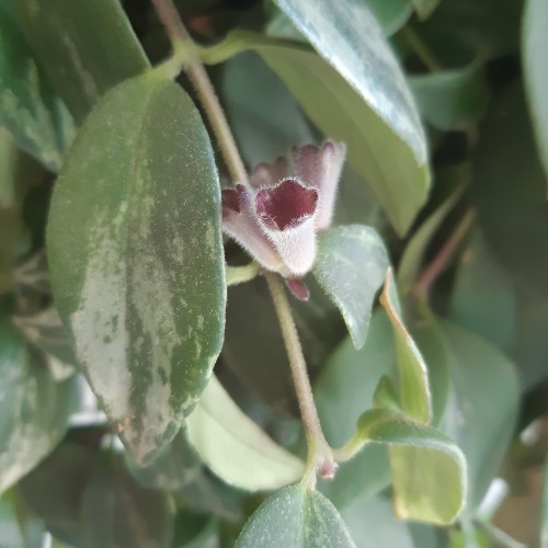 Produto columeia-baton 4