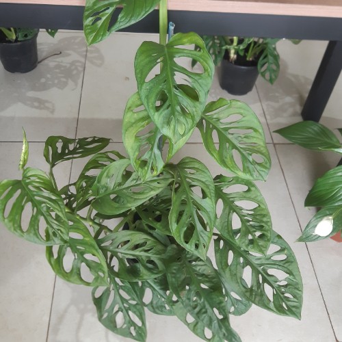MONSTERA OBLIQUA 